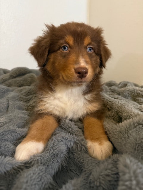 Rosie's Puppies
