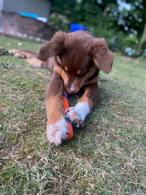 Red Tri Aussie Puppy