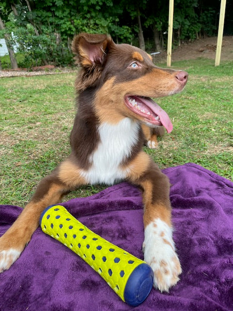 Red Tri Aussie