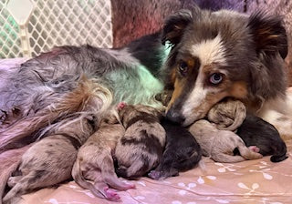 Nala's Puppies