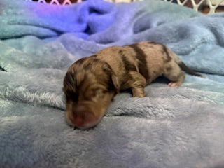 Nala's Puppies