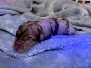 Nala's Puppies