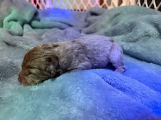 Nala's Puppies