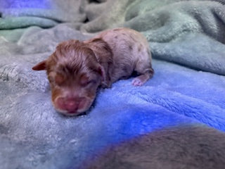 Nala's Puppies