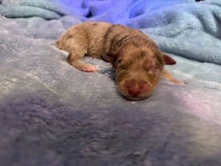 Nala's Puppies