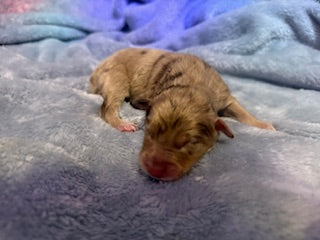 Nala's Puppies