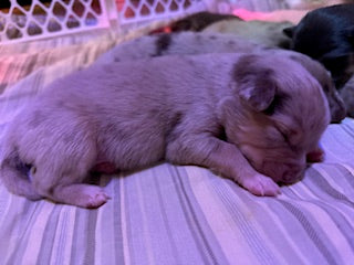 Nala's Puppies