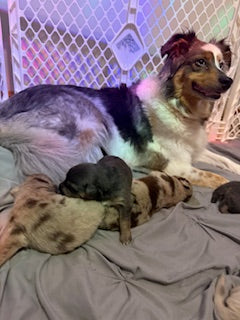 Nala's Puppies