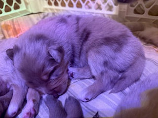 Nala's Puppies
