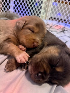 Nala's Puppies