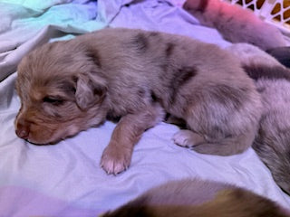 Nala's Puppies