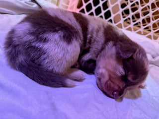 Nala's Puppies