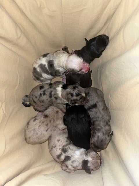 Cali's Puppies