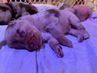 Nala's Puppies