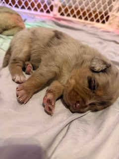 Nala's Puppies