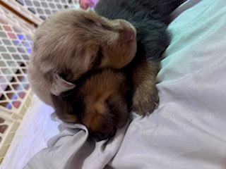 Nala's Puppies