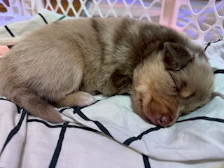 Nala's Puppies