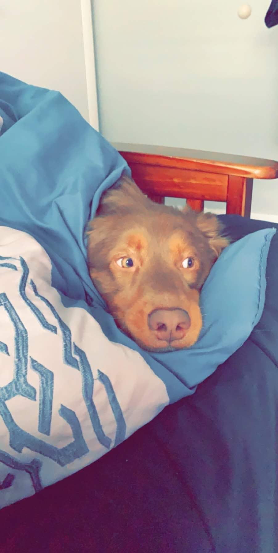 Red Tri Aussie