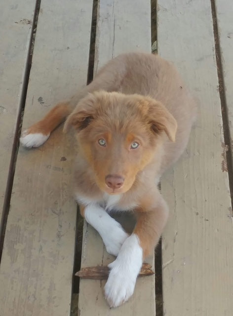 Red Tri Aussie Puppy