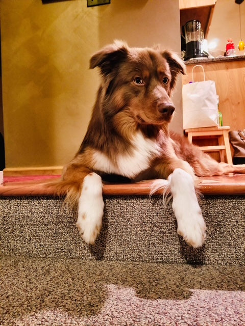 Red Tri Aussie