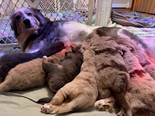 Nala's Puppies