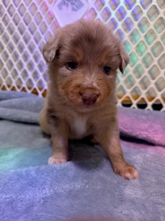 Nala's Puppies