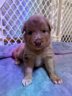 Nala's Puppies