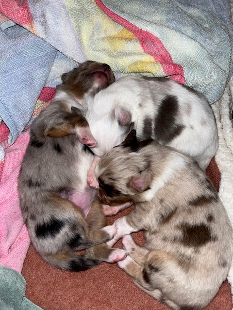 Cali's Puppies