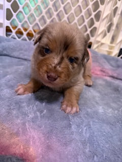 Nala's Puppies