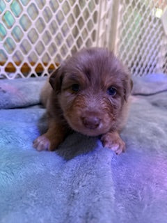 Nala's Puppies
