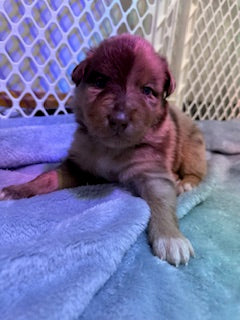 Nala's Puppies