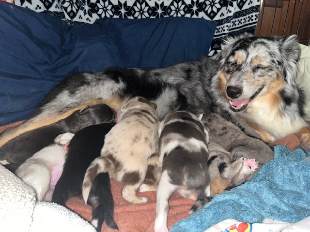 Aussie Puppies
