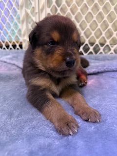 Nala's Puppies