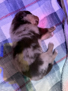 Nala's Puppies
