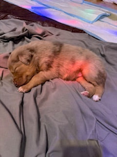 Nala's Puppies