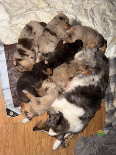 Nala's Puppies