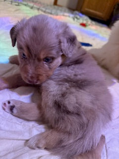 Nala's Puppies