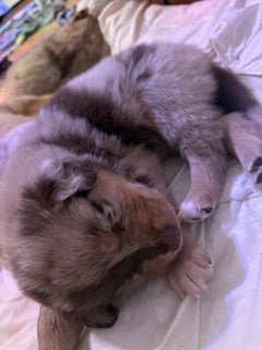 Nala's Puppies