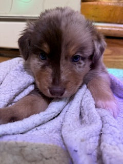 Nala's Puppies