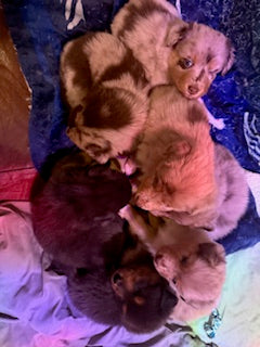 Nala's Puppies