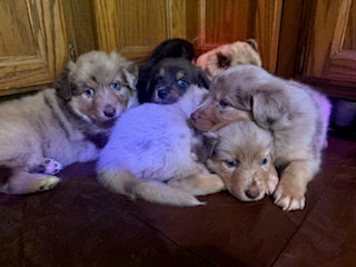 Nala's Puppies