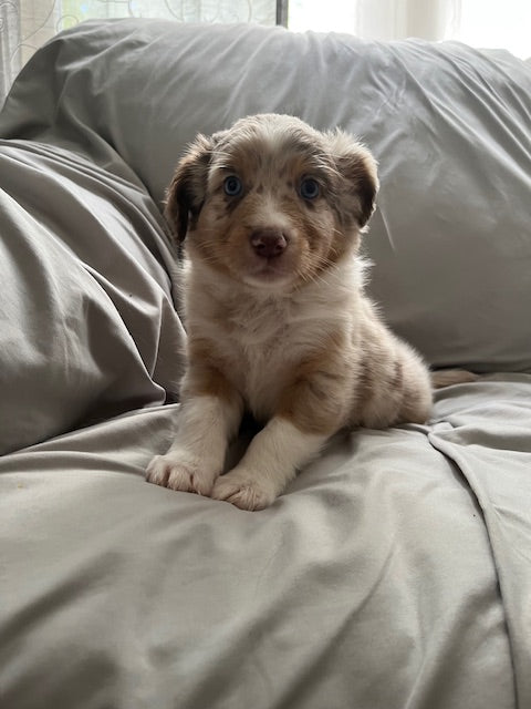 Cali's Puppies