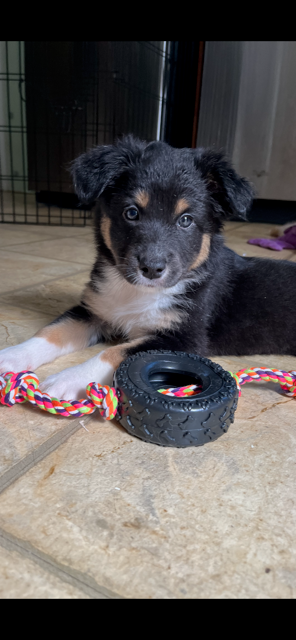 Cali's Puppies