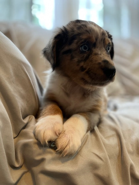 Cali's Puppies