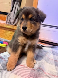 Nala's Puppies