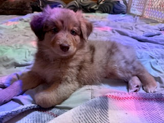 Nala's Puppies