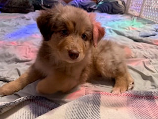 Nala's Puppies
