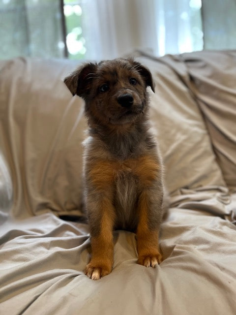 Blue Merle Aussie Puppy