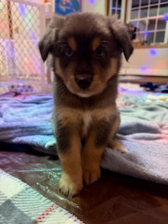 Nala's Puppies