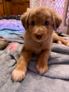 Nala's Puppies